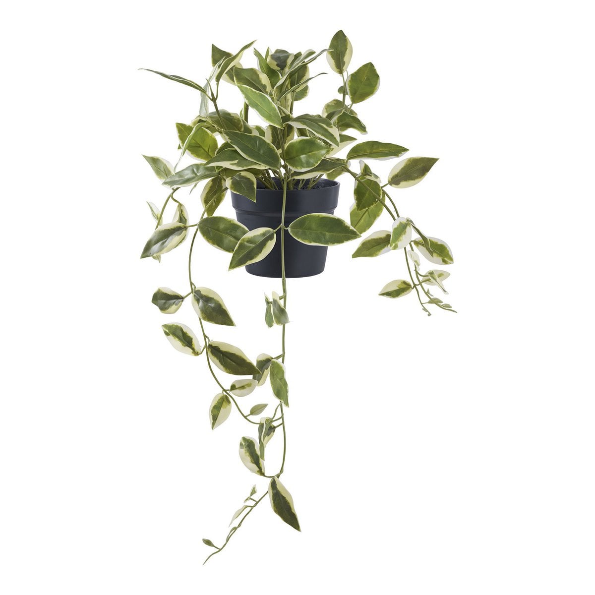 House Nordic ApS - Hoya Carnosa - Deco Delights