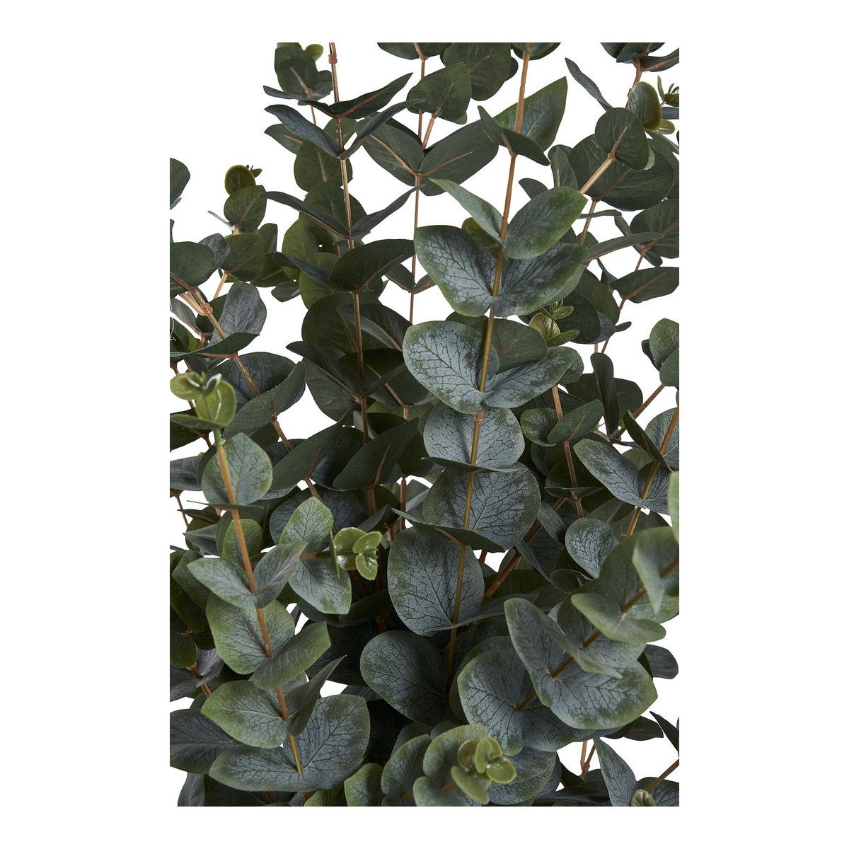 House Nordic ApS - Eucalyptusboom - Deco Delights