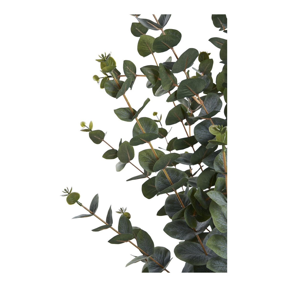 House Nordic ApS - Eucalyptusboom - Deco Delights