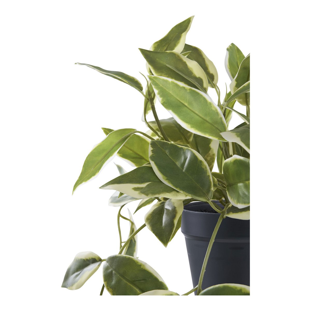 House Nordic ApS - Hoya Carnosa - Deco Delights