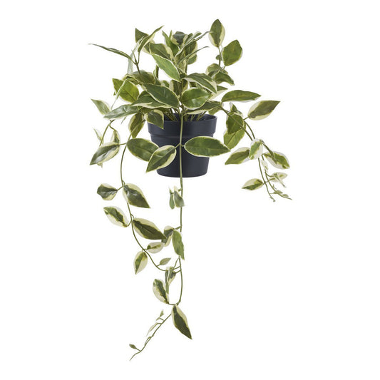 House Nordic ApS - Hoya Carnosa - Deco Delights