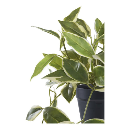 House Nordic ApS - Hoya Carnosa - Deco Delights
