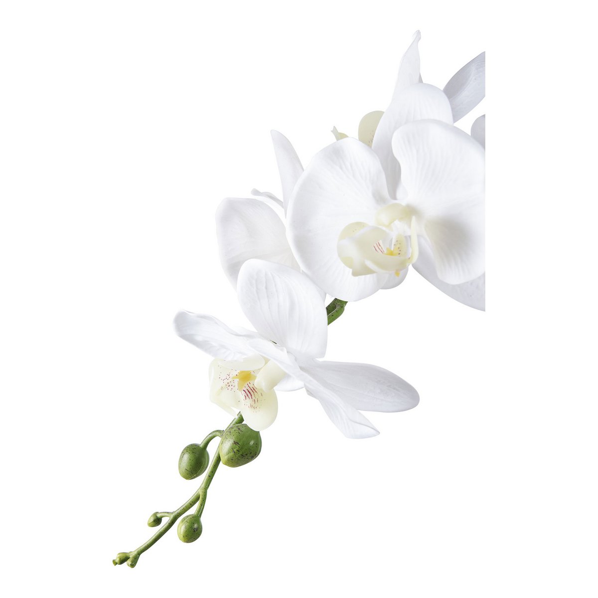House Nordic ApS - Orchidee - Deco Delights